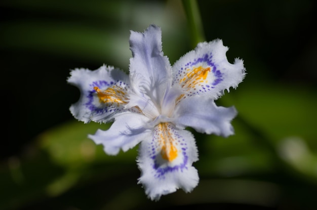 Prossimo piano di fiori bianchi