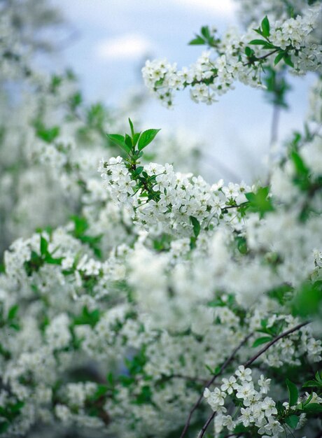 Prossimo piano di fiori bianchi