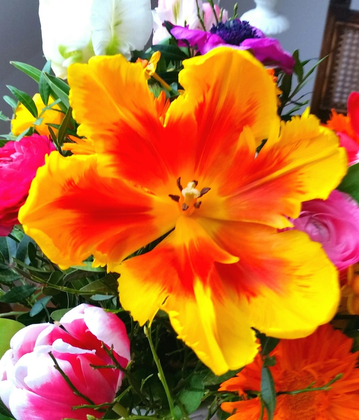 Foto prossimo piano di fiori colorati