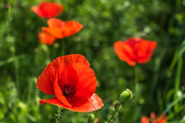 Prossimo piano di fiori di papavero arancione.