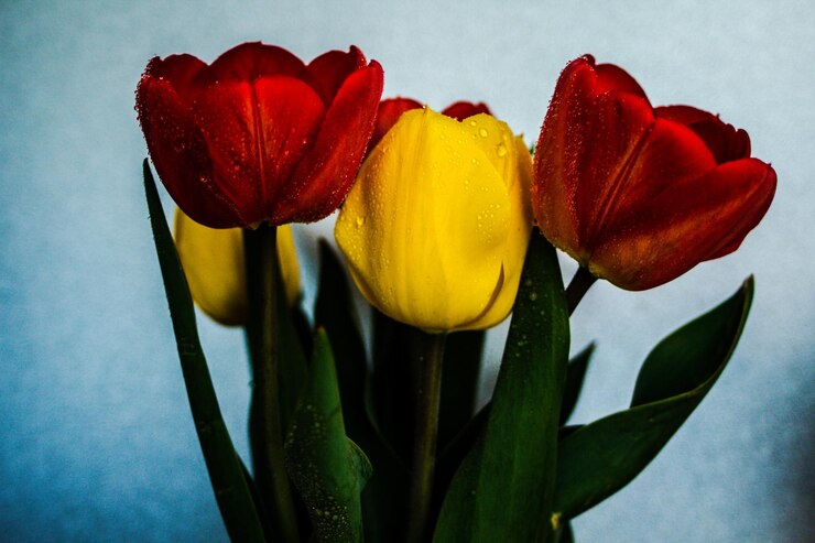 Foto prossimo piano di fiori di tulipano rossi e gialli