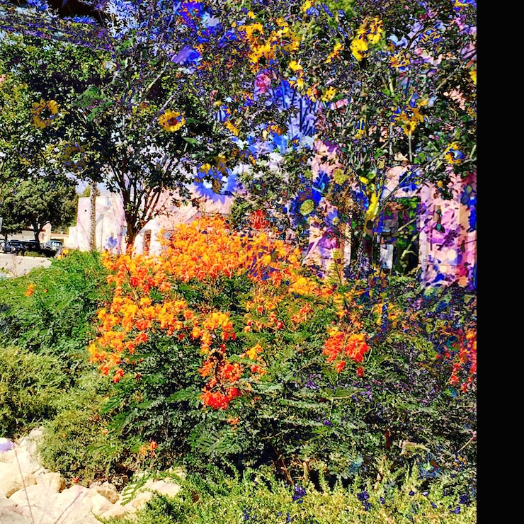 Foto prossimo piano di fiori gialli