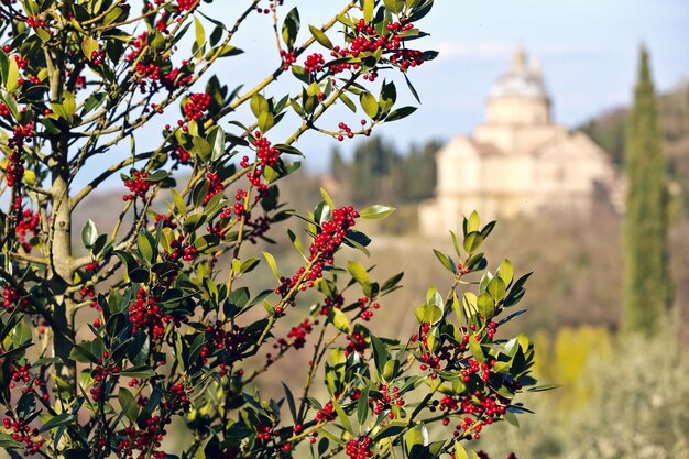 Prossimo piano di fiori rossi