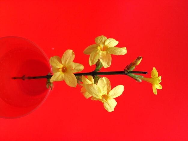 Prossimo piano di fiori rossi.