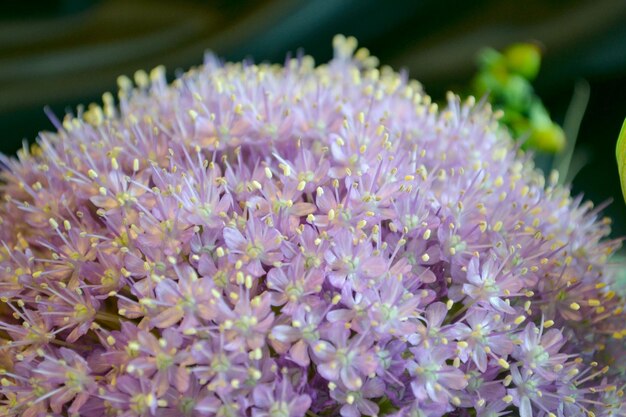 Prossimo piano di fiori viola