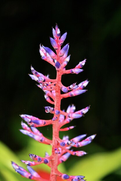 Prossimo piano di fiori viola