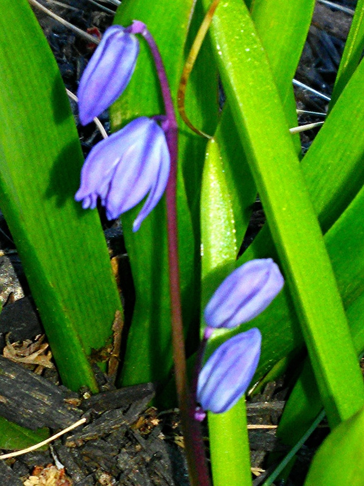 Foto prossimo piano di fiori viola