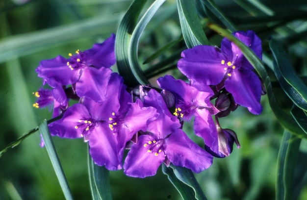 Prossimo piano di fiori viola