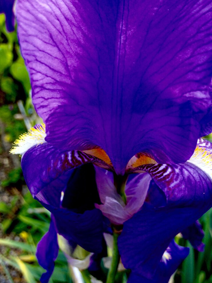 Foto prossimo piano di fiori viola