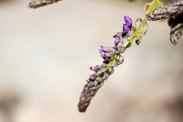 Prossimo piano di fiori viola