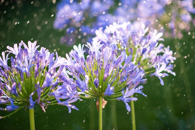 Prossimo piano di fiori viola