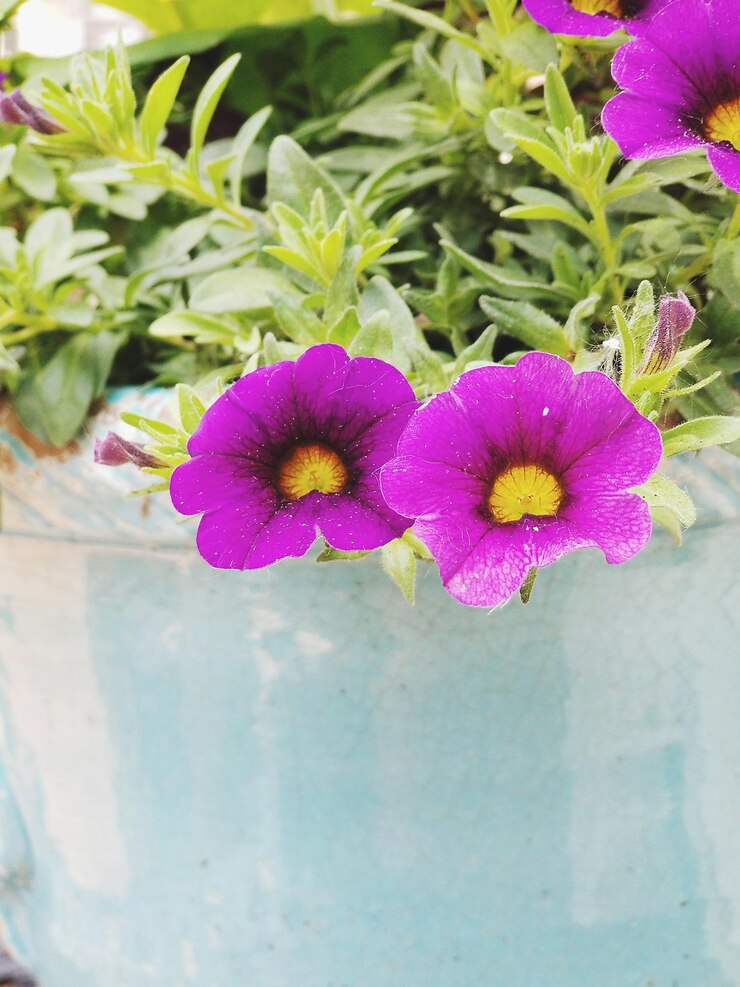 Foto prossimo piano di fiori viola