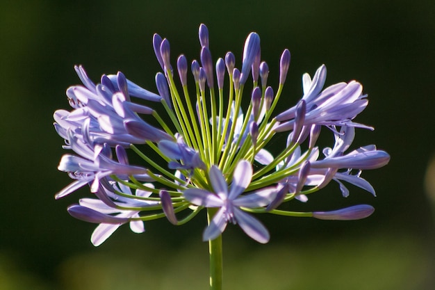 Prossimo piano di fiori viola
