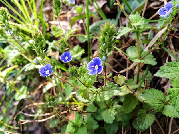 Prossimo piano di fiori viola