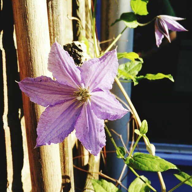 Prossimo piano di fiori viola