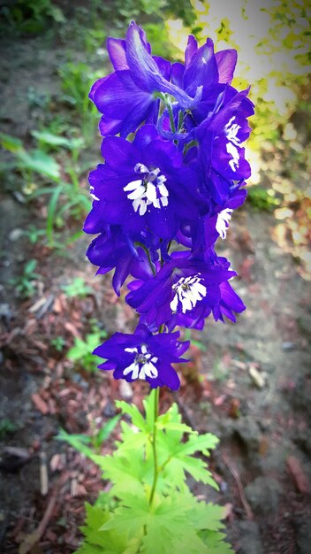 Prossimo piano di fiori viola