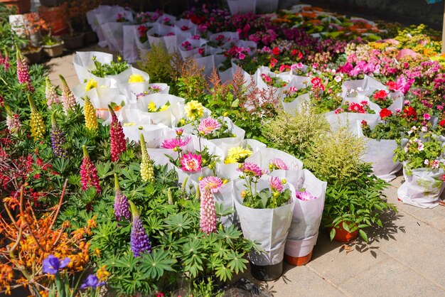 Prossimo piano di fiori viola