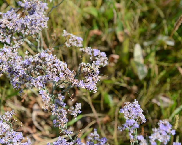 Prossimo piano di fiori viola