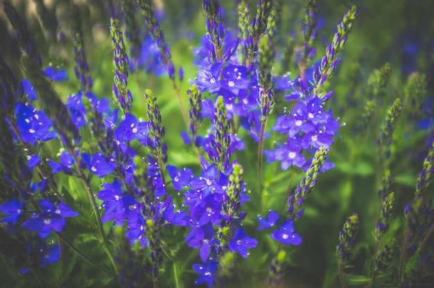 Prossimo piano di fiori viola