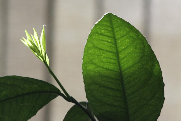 Prossimo piano di foglia verde fresca