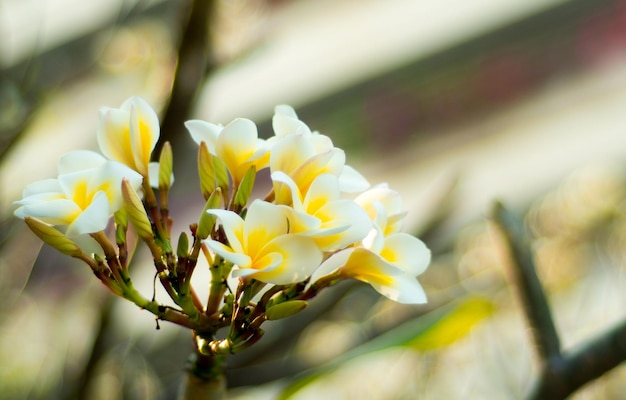 Prossimo piano di frangipani in fiore sul ramo