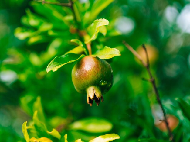 Prossimo piano di frutta che cresce sulla pianta