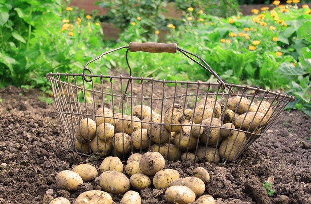 Prossimo piano di frutta in cesto di vimini