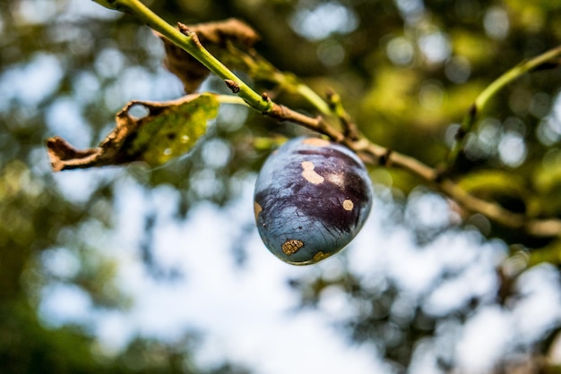 Prossimo piano di frutta sull'albero