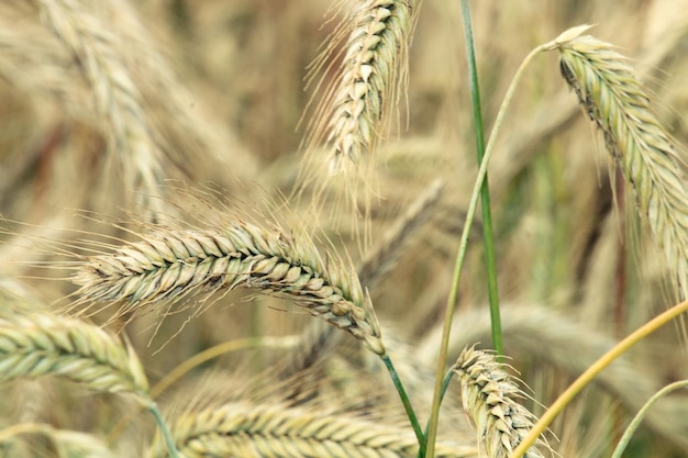 Prossimo piano di gambi di grano sullo sfondo sfocato