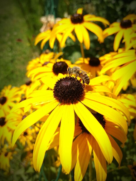 Prossimo piano di girasole