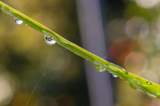 Prossimo piano di gocce d'acqua su un filo d'erba