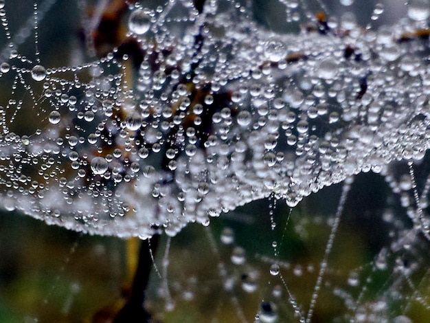 Prossimo piano di gocce d'acqua sulla rete di ragno