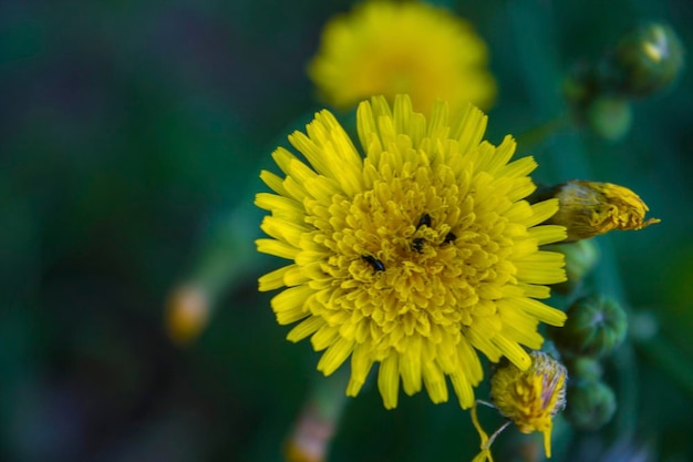 Prossimo piano di insetti su un fiore giallo