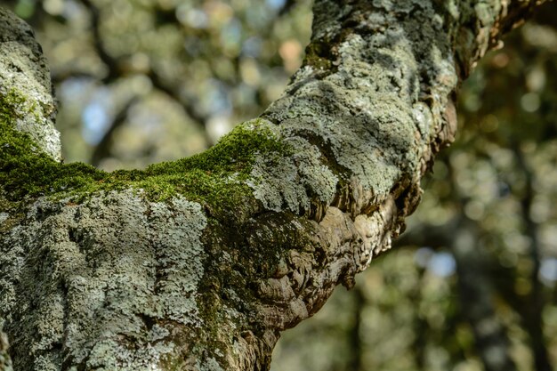 Prossimo piano di licheni sul tronco di un albero