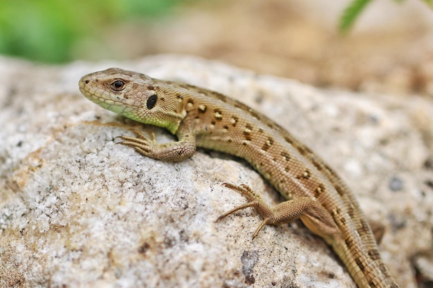 Prossimo piano di lucertola sulla roccia