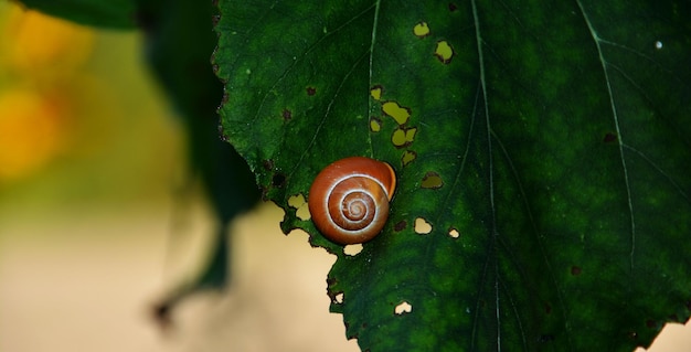 Prossimo piano di lumache sulla pianta