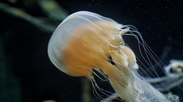 Prossimo piano di medusa lunare