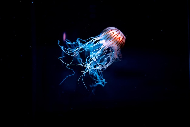Prossimo piano di meduse che nuotano in mare
