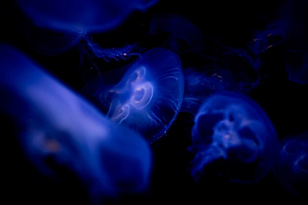 Prossimo piano di meduse che nuotano in mare