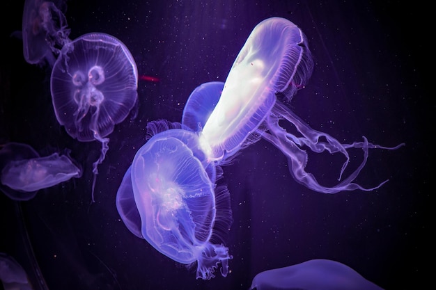 Prossimo piano di meduse che nuotano in mare