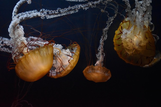 Prossimo piano di meduse in mare