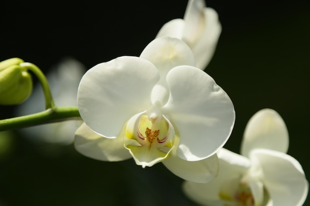 Prossimo piano di orchidee bianche