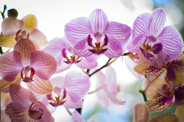 Prossimo piano di orchidee che crescono all'aperto