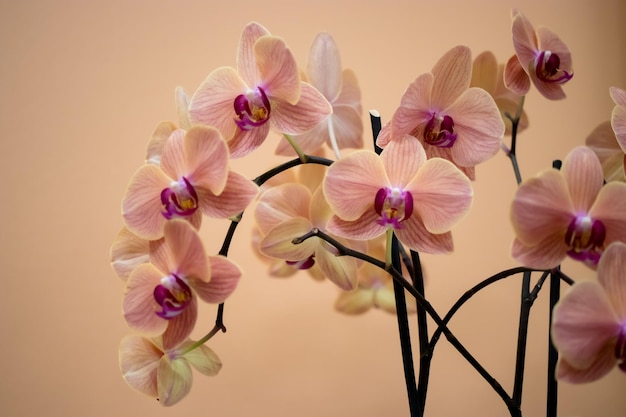 Prossimo piano di orchidee rosa