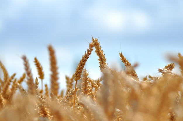 Prossimo piano di orecchie di grano nel campo