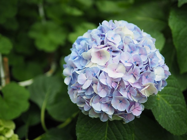 Prossimo piano di ortensie viola in fiore nel parco