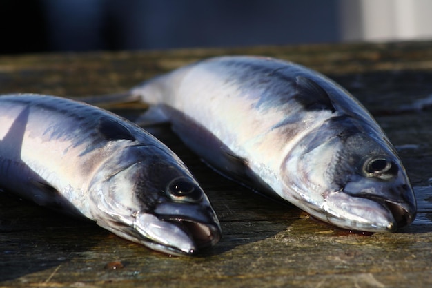 Prossimo piano di pesce fresco in vendita