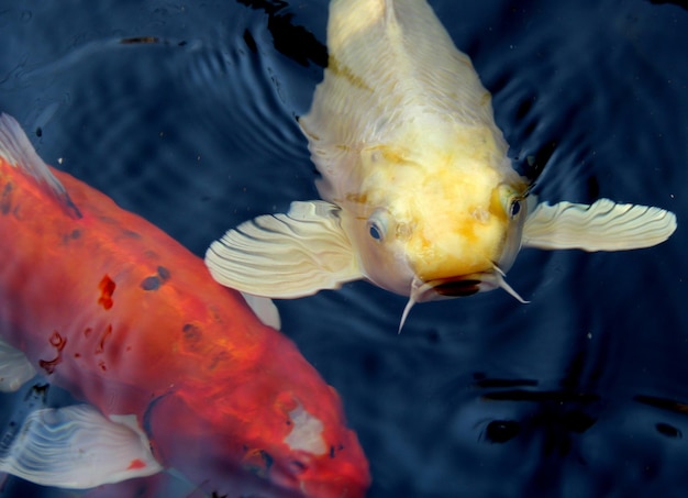 Prossimo piano di pesci che nuotano in acqua