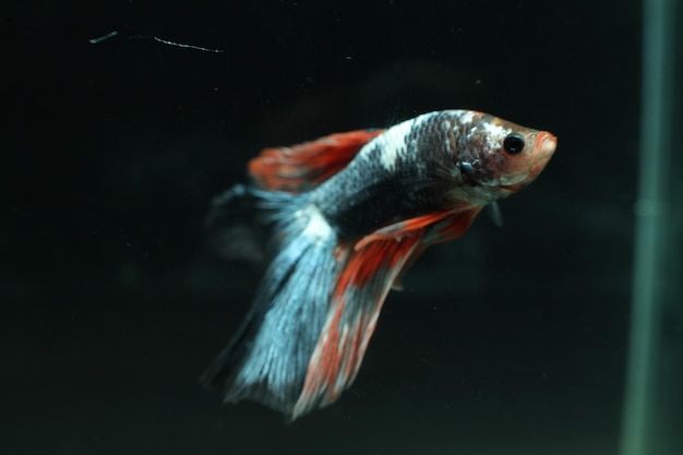 Prossimo piano di pesci che nuotano in acqua