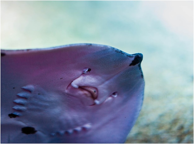 Prossimo piano di pesci che nuotano in mare